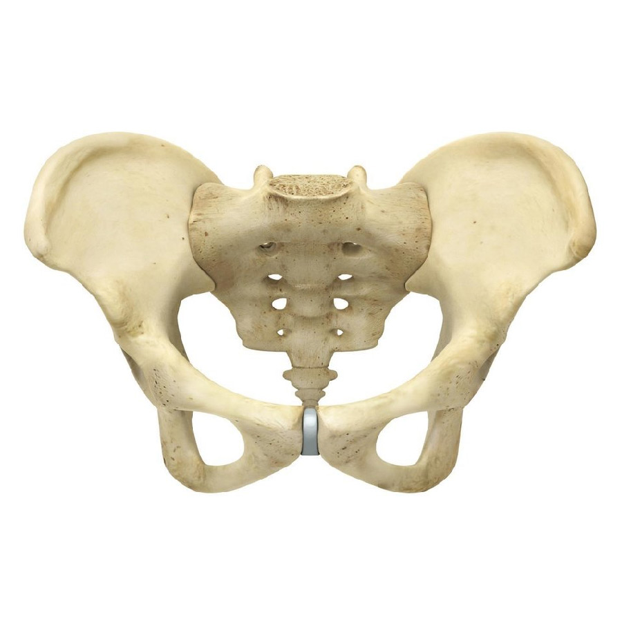 pelvis